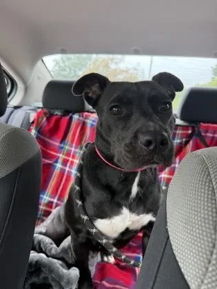 An adult medium-sized female Mixed Breed dog named Selina for adoption in Fallston, MD