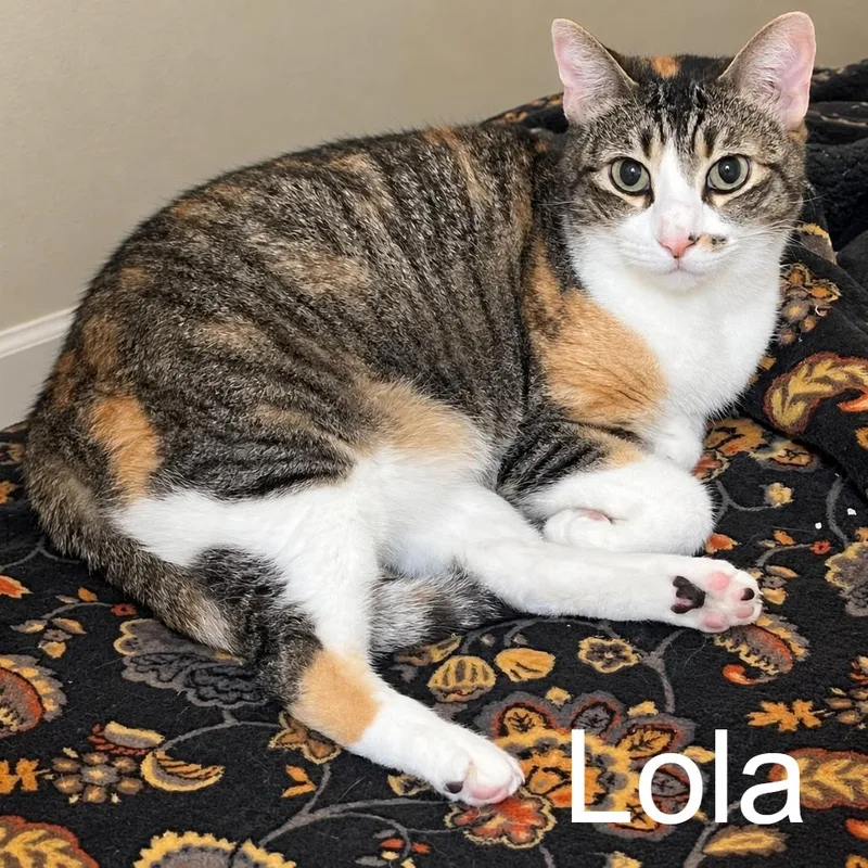 Lola thumbnail 2