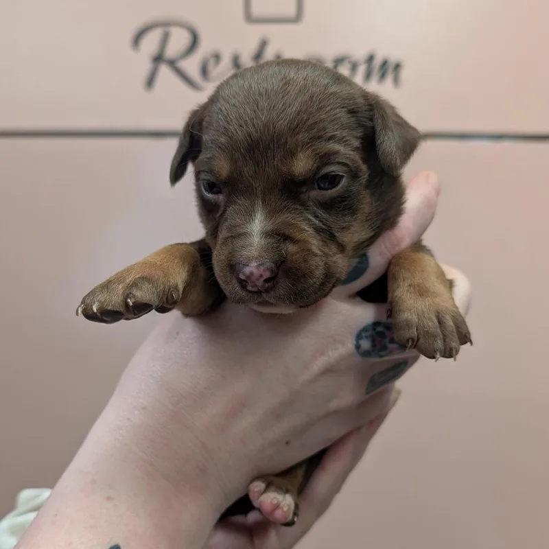 A baby small-sized female Brown / Chocolate Mixed Breed dog named Mocha Frappe for adoption in Huntsville, AR