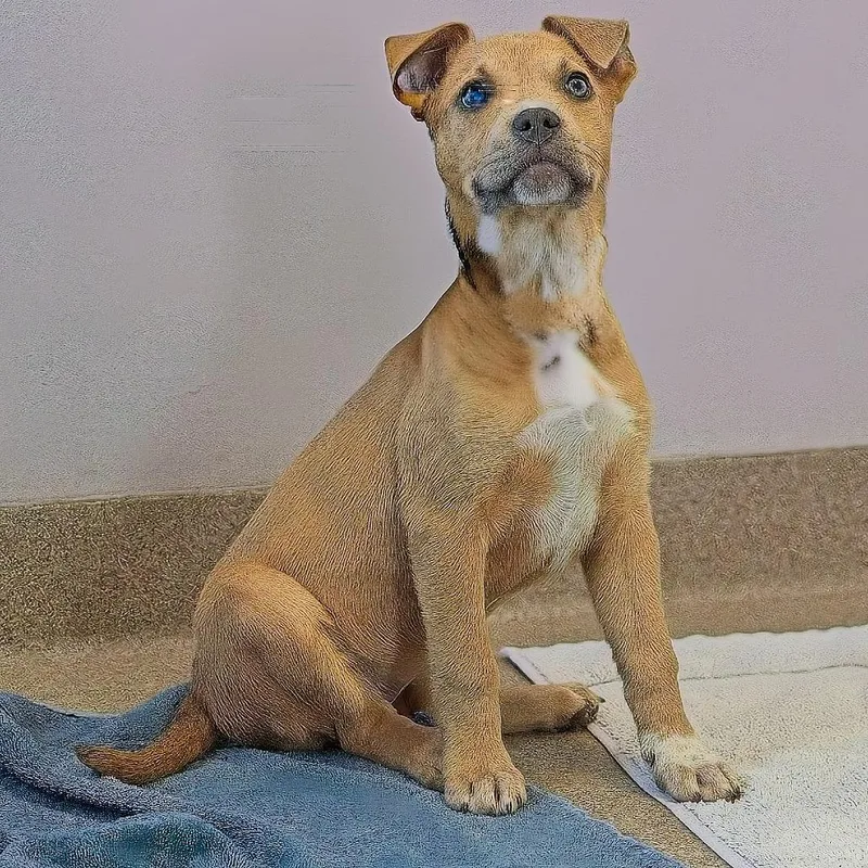 An adult medium-sized female Yellow / Tan / Blond / Fawn Mixed Breed dog named Lola  Home To for adoption in South Elgin, IL
