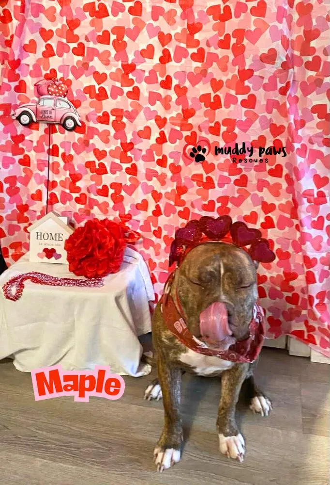 Miss Maple thumbnail 2