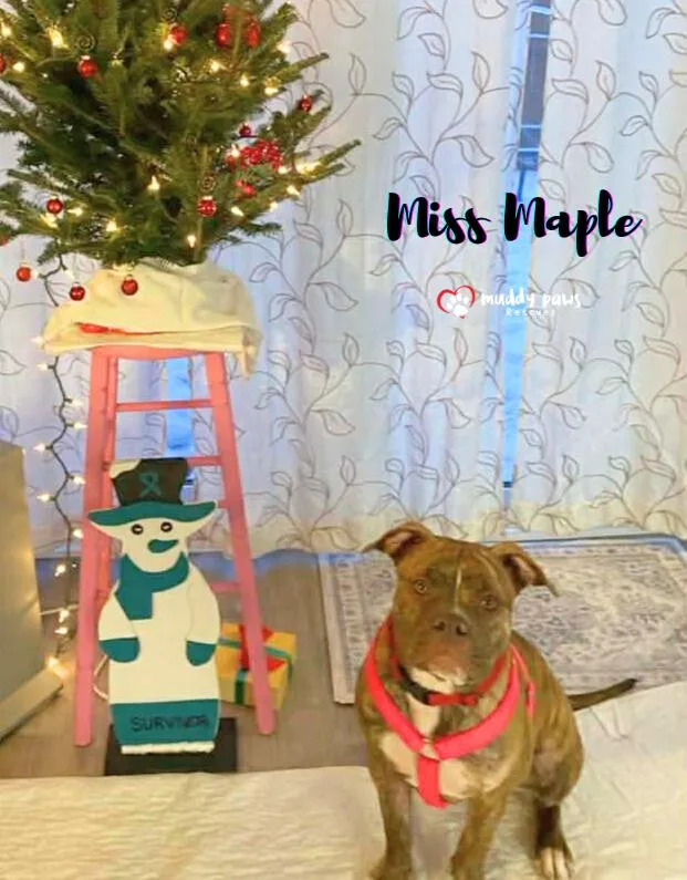 Miss Maple thumbnail 3