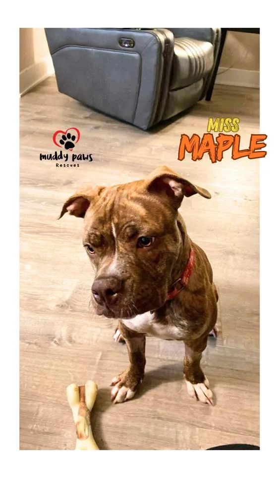 Miss Maple thumbnail 4