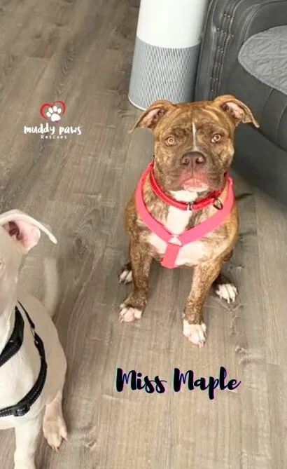 Miss Maple thumbnail 6