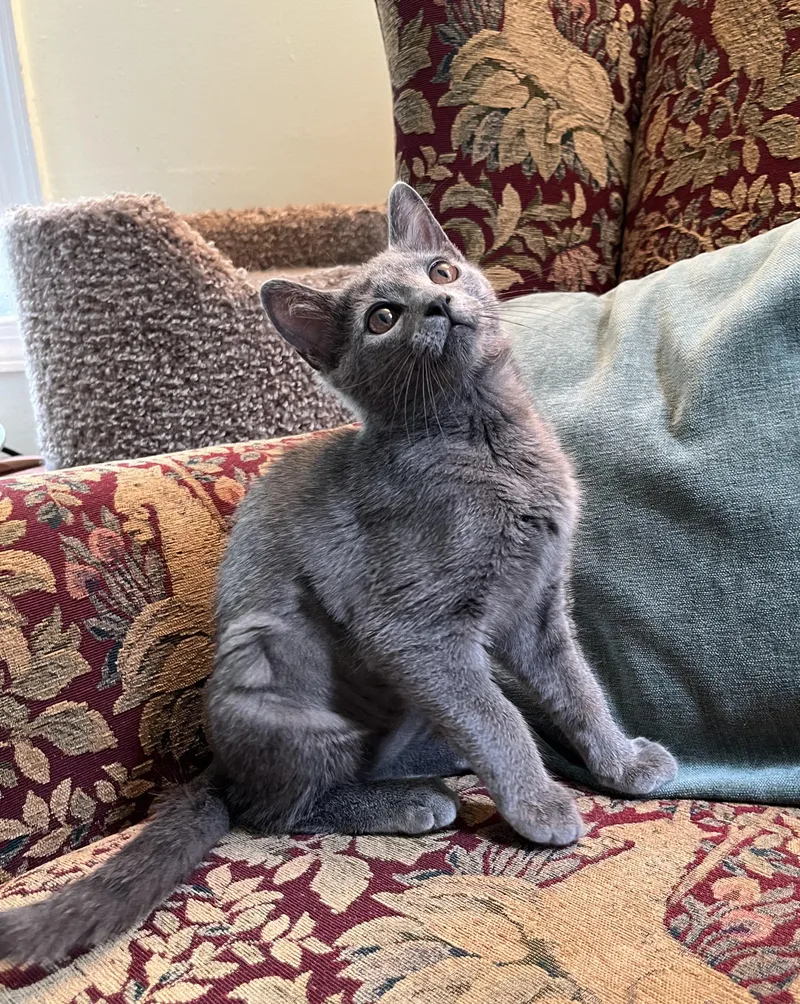 A baby small-sized female Gray / Blue / Silver Domestic Short Hair cat named When Pigs Fly for adoption in Richmond, VA