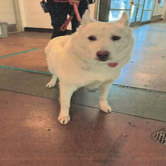 Lassie A