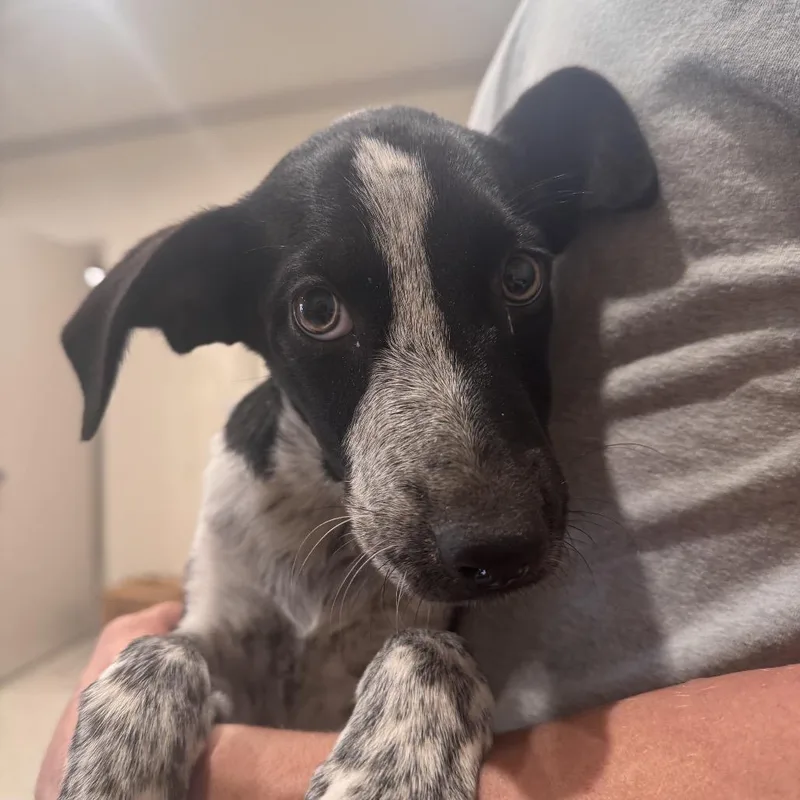 A baby small-sized female Black German Shorthaired Pointer dog named Stella for adoption in San Antonio, TX
