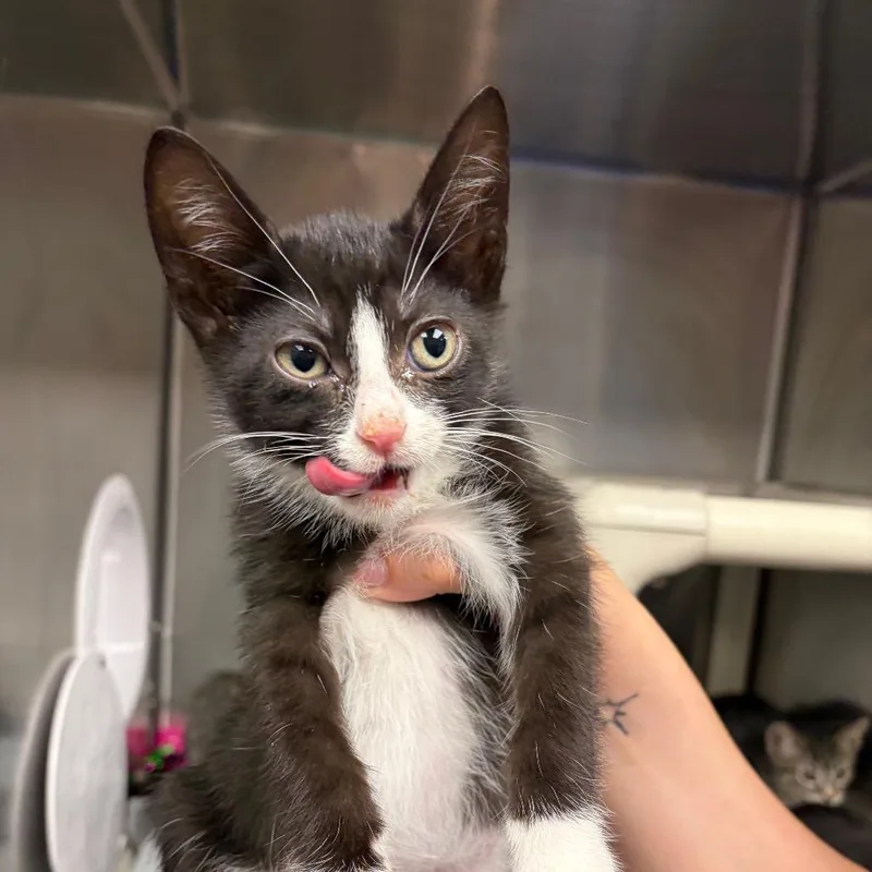A baby small-sized male Black Domestic Short Hair cat named Saka for adoption in Mentor, OH