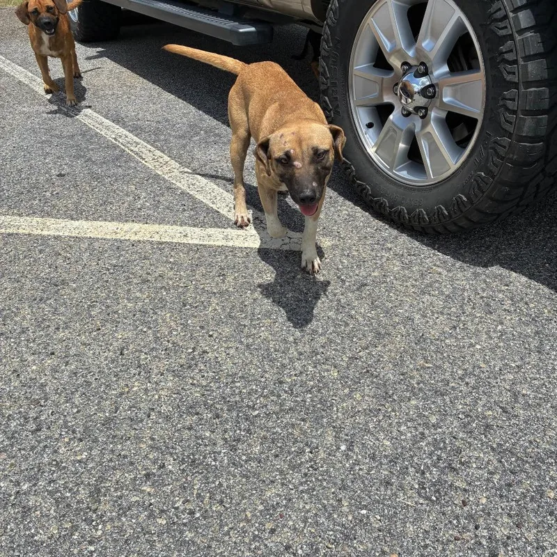 An adult small-sized male Apricot / Beige Mixed Breed dog named Gumbo for adoption in Lyons, GA