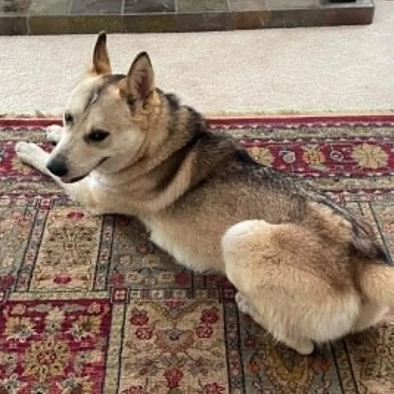 A young medium-sized female Husky dog named Baby for adoption in Olathe, KS