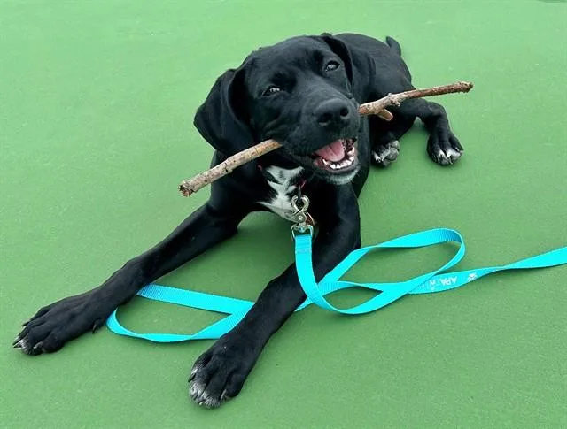 A baby small-sized female Terrier dog named Marsha for adoption in Saint Louis, MO