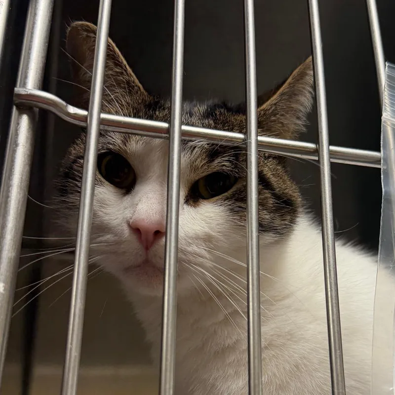An adult medium-sized male Domestic Short Hair cat named Pumkin for adoption in Perkiomenville, PA