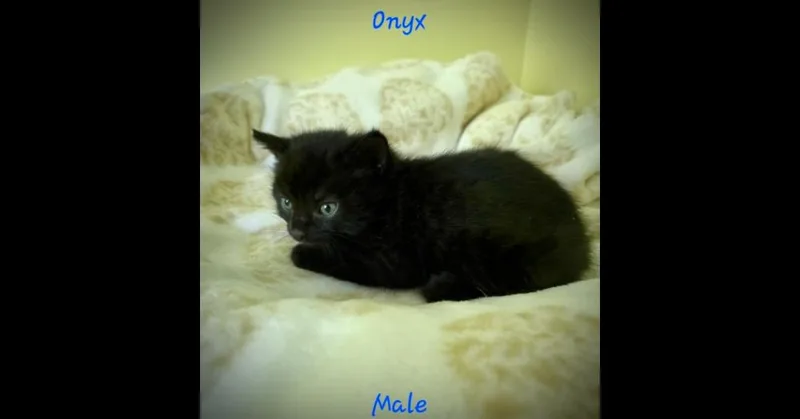 A baby small-sized male Black Domestic Short Hair cat named Onyx for adoption in Chalfont, PA