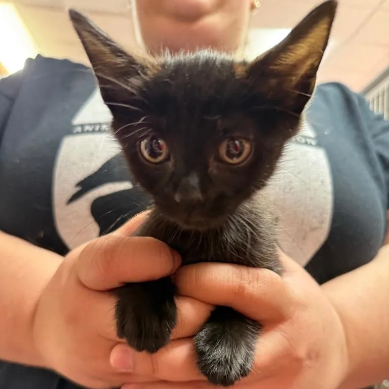 A young medium-sized female Black Domestic Short Hair cat named Myelin for adoption in Hamburg, NY