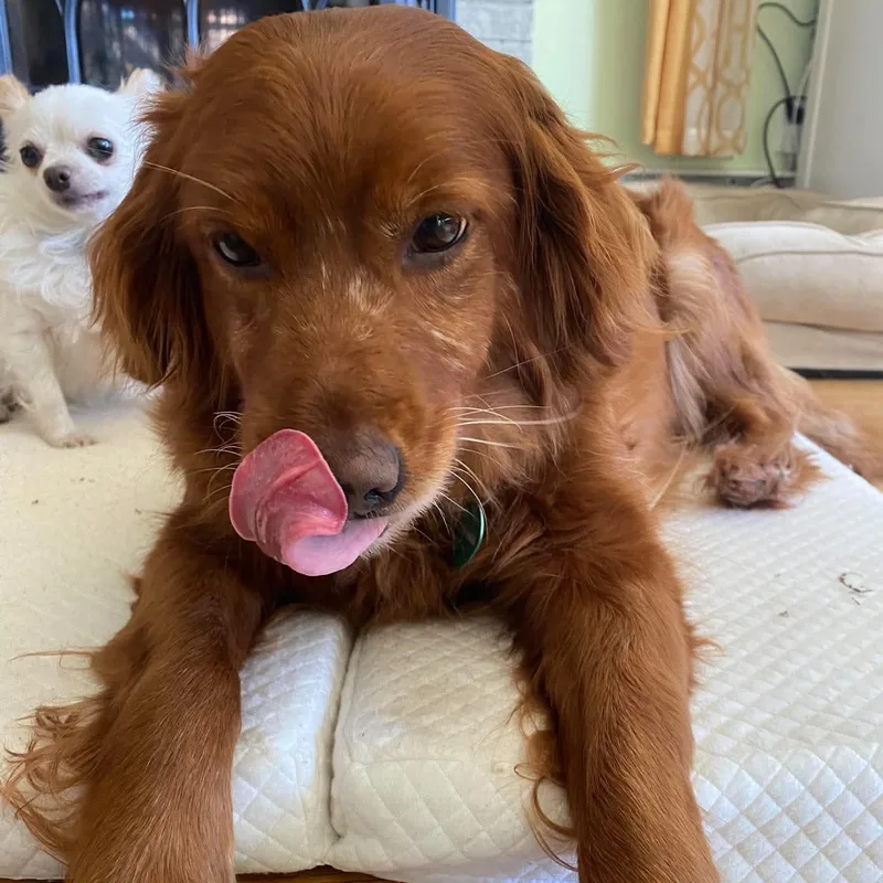 An adult medium-sized female Red / Chestnut / Orange Golden Retriever dog named Honey Bee for adoption in Brockport, NY