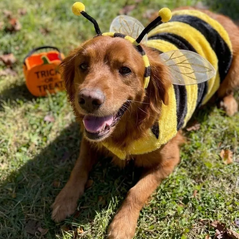 Honey Bee thumbnail 5