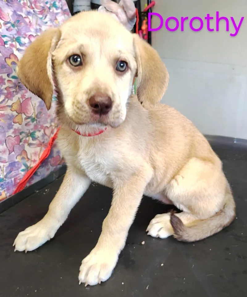 Dorothy