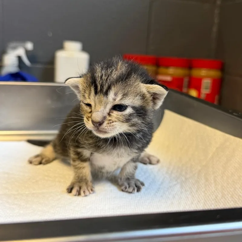 A baby small-sized female Black Domestic Short Hair cat named Custard for adoption in Tuscaloosa, AL