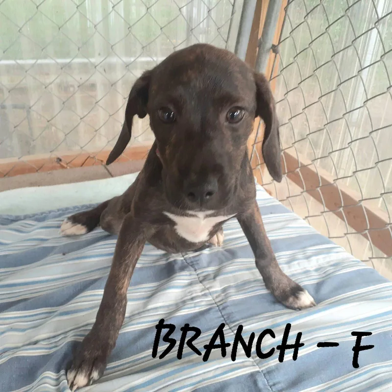 A baby medium-sized female Hound dog named Branch for adoption in Hinton, WV