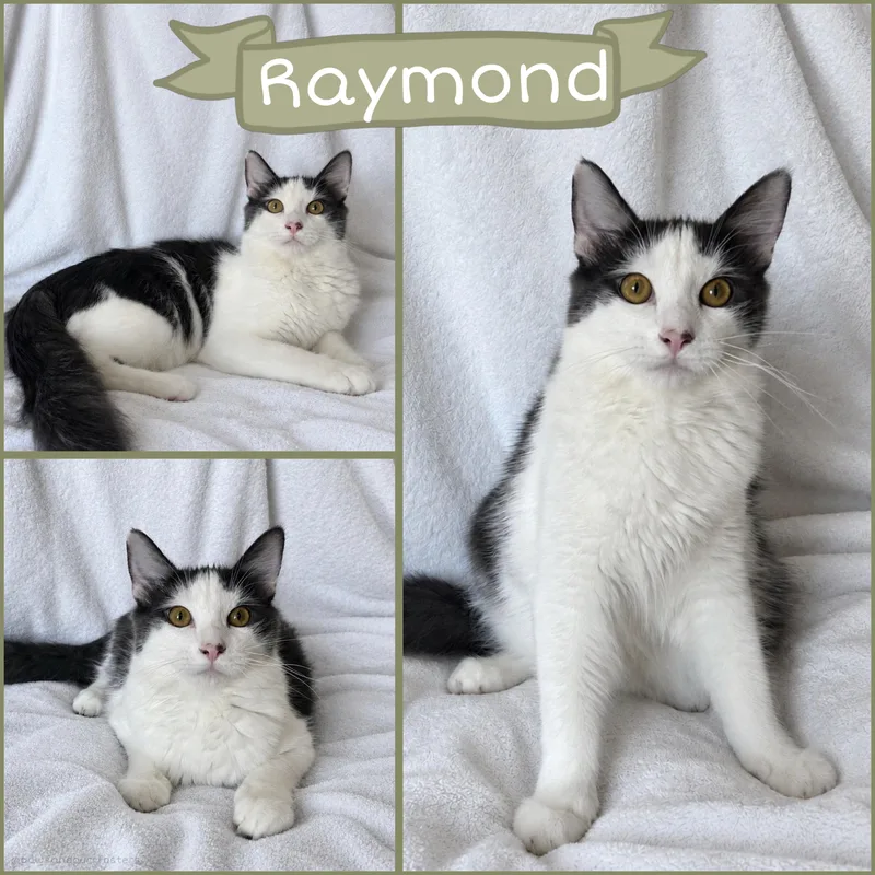 A young medium-sized male Domestic Medium Hair cat named Raymond for adoption in Oakley, CA