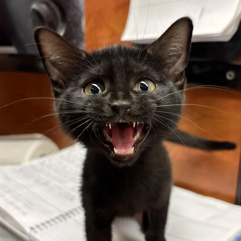 A baby medium-sized female Black Domestic Short Hair cat named Betty Crocker for adoption in Sonora, CA
