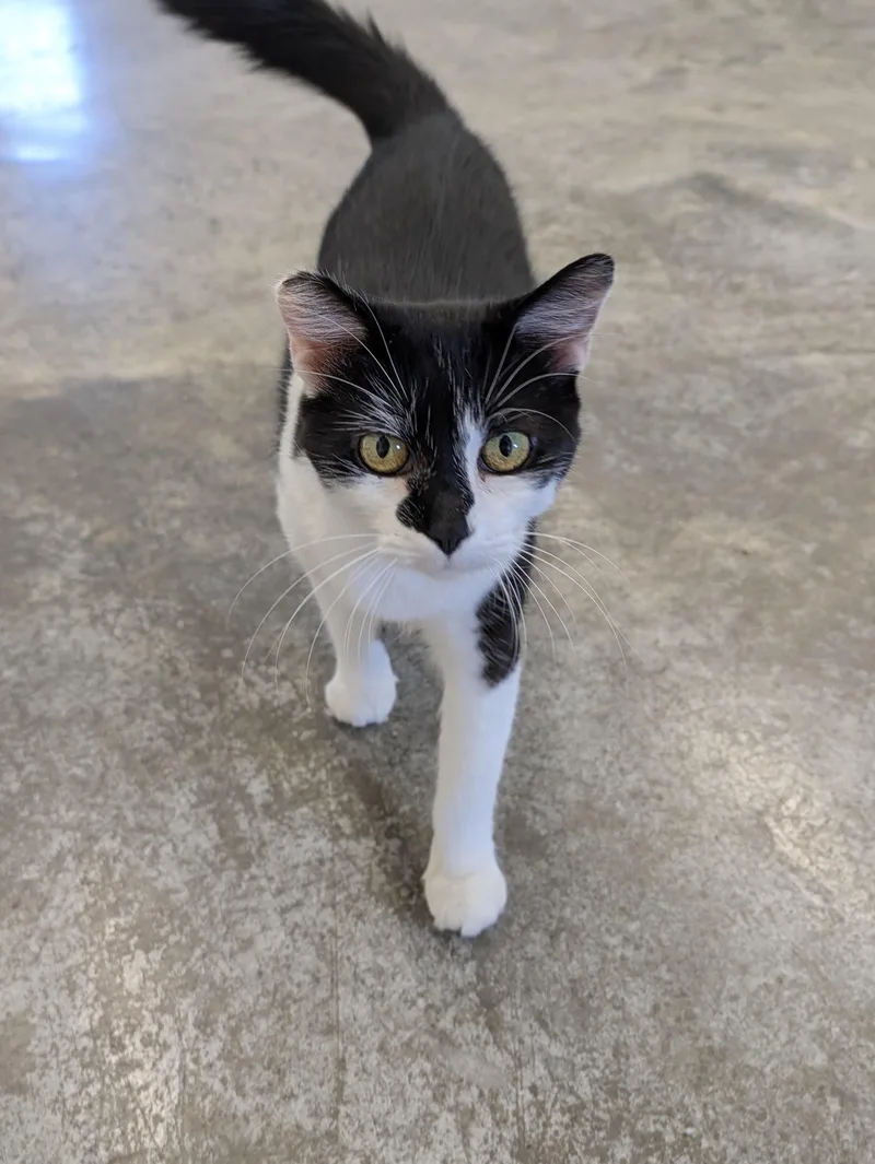 An adult medium-sized female Black & White / Tuxedo Domestic Short Hair cat named Nukila for adoption in Somerset, PA