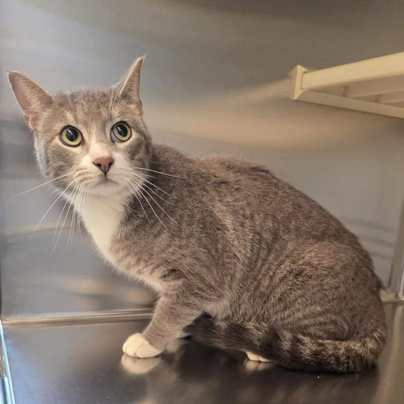An adult medium-sized male Gray / Blue / Silver Domestic Short Hair cat named World Piece for adoption in Norman, OK