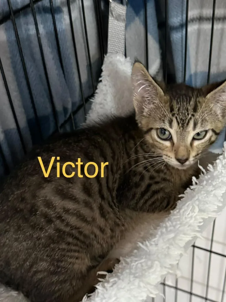 A young small-sized male Domestic Short Hair cat named Victor for adoption in Saint Francisville, LA