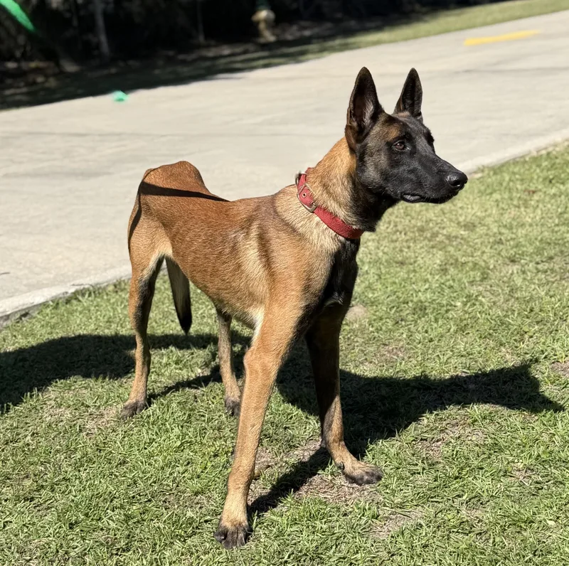 A young medium-sized male Belgian Shepherd / Malinois dog named Flint for adoption in Slidell, LA