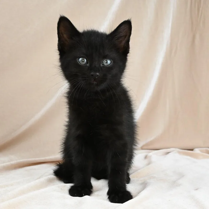 A baby small-sized male Black Domestic Short Hair cat named Kirby for adoption in Mobile, AL
