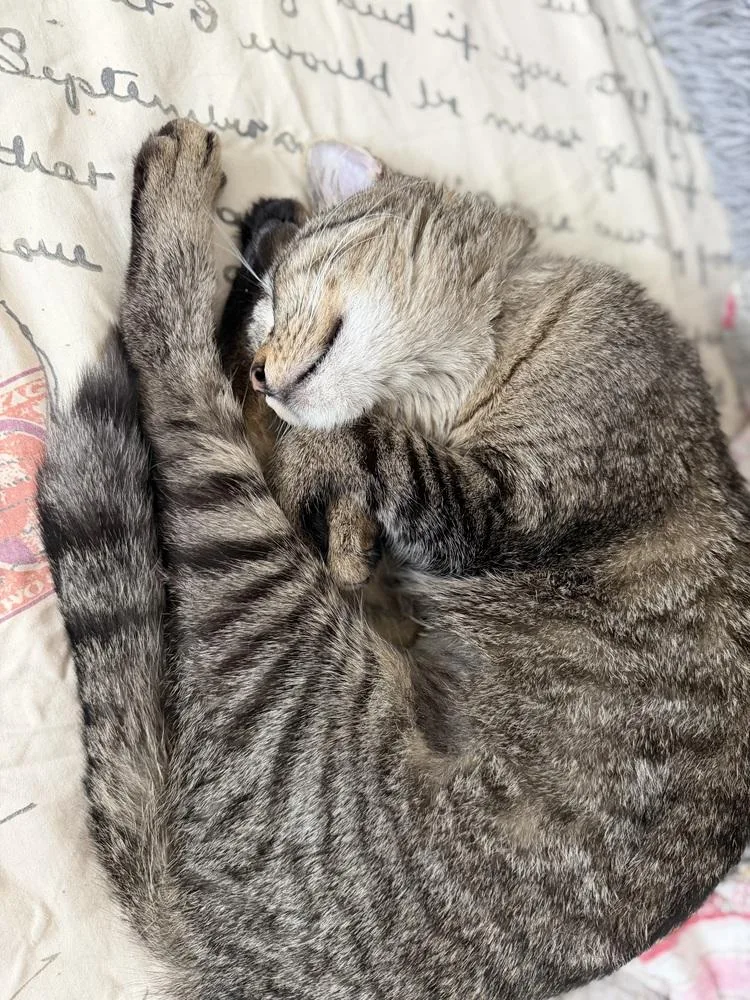 A young medium-sized female Gray / Blue / Silver Exotic Shorthair cat named Olivia for adoption in Warren, CT