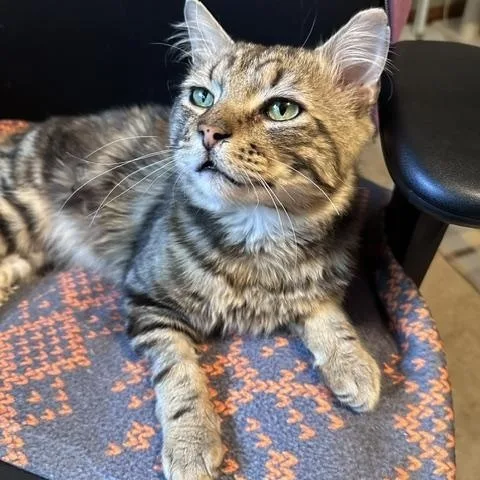 An adult medium-sized male Tabby (Brown / Chocolate) Domestic Medium Hair cat named Alexander for adoption in Salisbury, MA