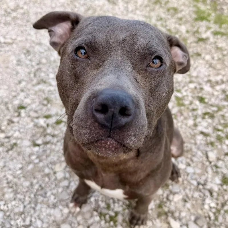 An adult medium-sized male Gray / Blue / Silver Pit Bull Terrier dog named Arlo for adoption in Terre Haute, IN