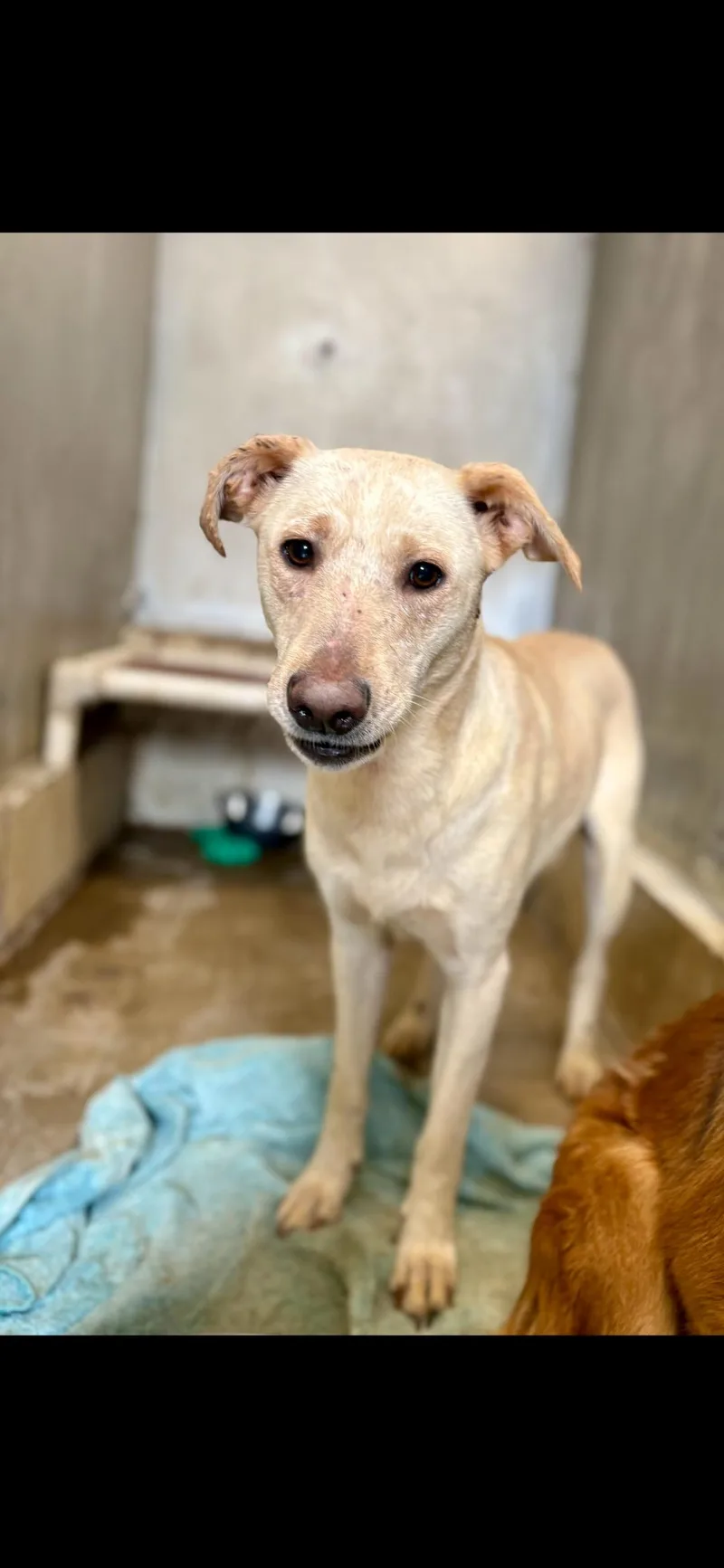 An adult medium-sized female Yellow / Tan / Blond / Fawn Yellow Labrador Retriever dog named Diamond for adoption in Berea, KY