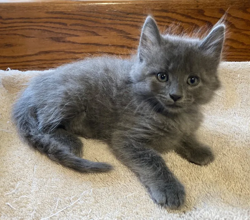 A baby large-sized male Domestic Long Hair cat named Murka for adoption in Watkinsville, GA