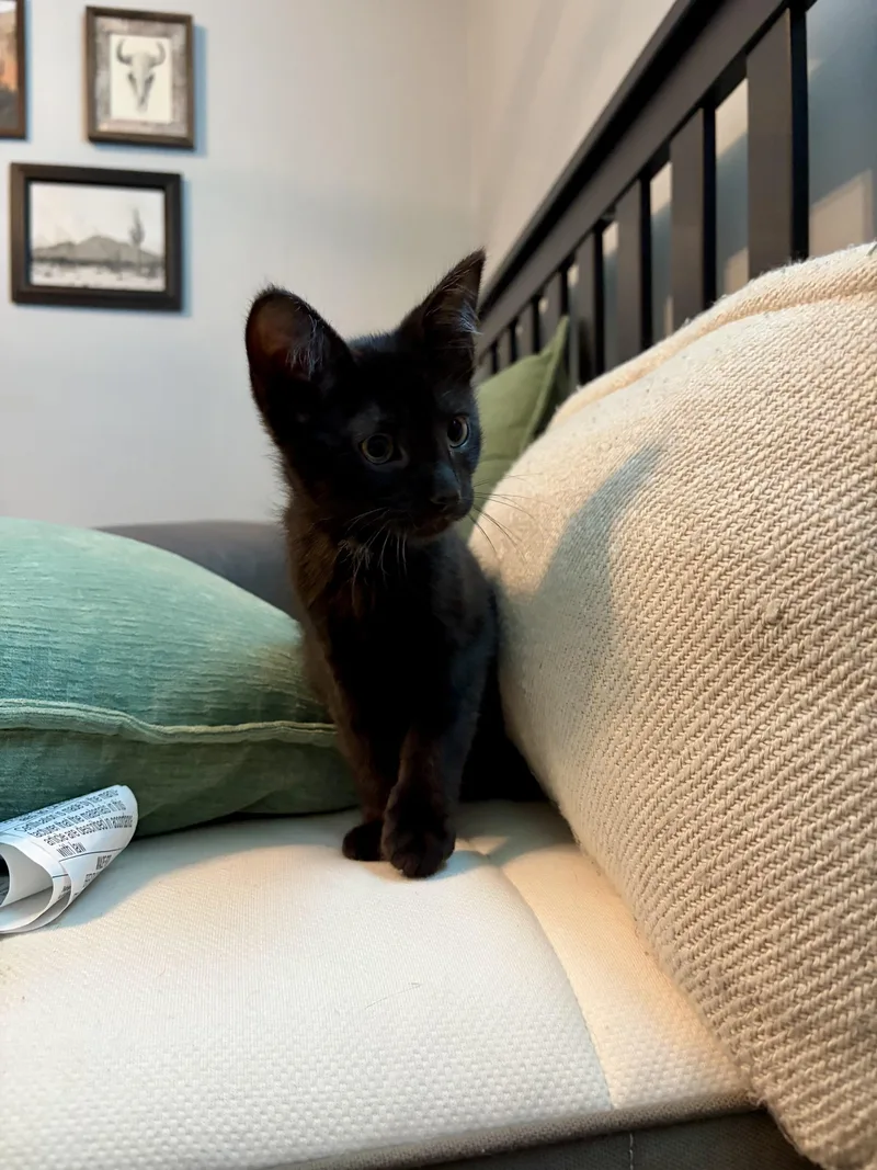 A baby medium-sized male Domestic Short Hair cat named Coal for adoption in Greensburg, PA