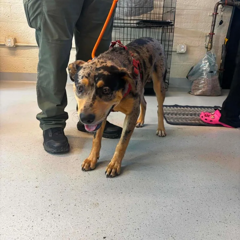 A young medium-sized male Red / Chestnut / Orange Catahoula Leopard Dog dog named Jack Stray Hold for adoption in Huntington, WV