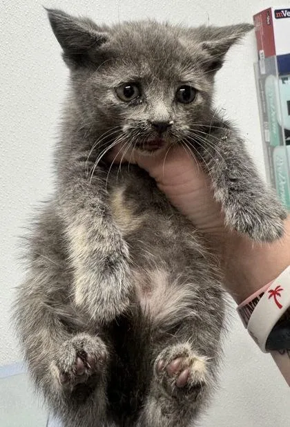 A baby small-sized female Domestic Short Hair cat named Dior for adoption in West Chester, PA