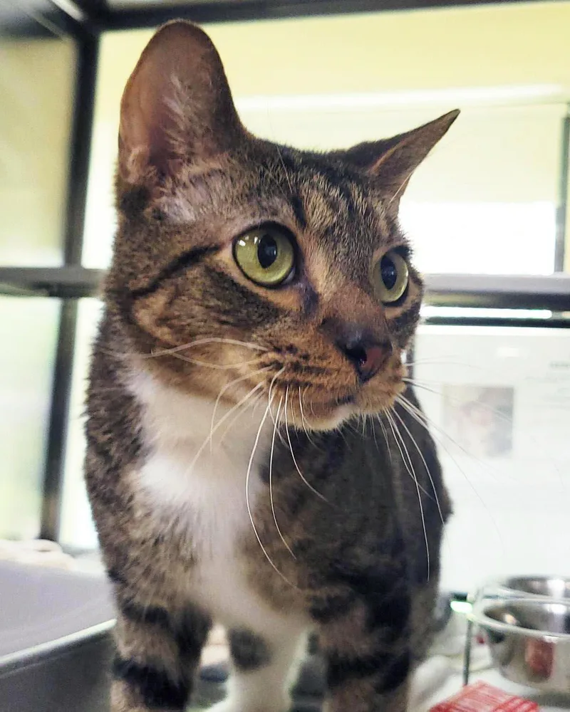 A senior medium-sized male Brown / Chocolate Domestic Short Hair cat named Jim for adoption in Plover, WI