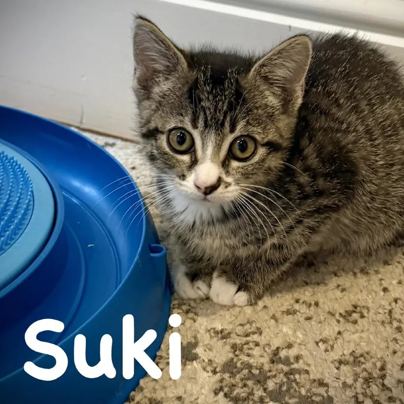 A baby small-sized male Gray / Blue / Silver Domestic Short Hair cat named Suki for adoption in Sarasota, FL