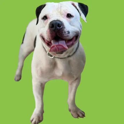 Porkchop thumbnail 2