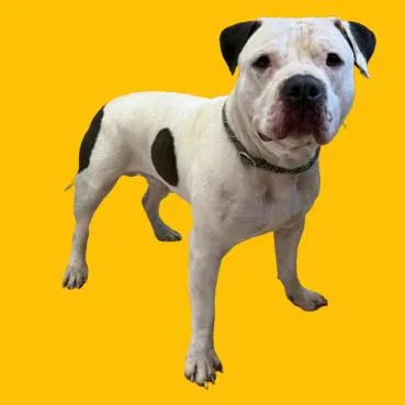 Porkchop thumbnail 4