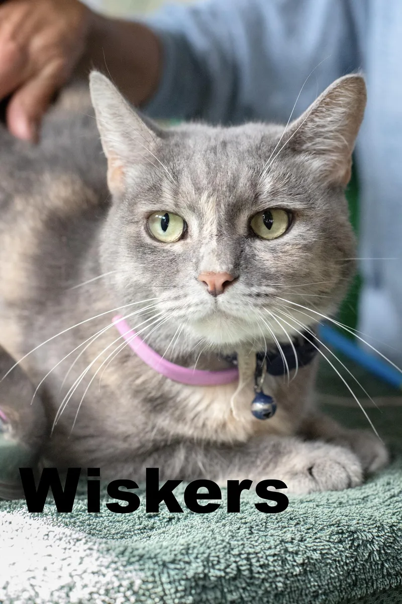 Whiskers