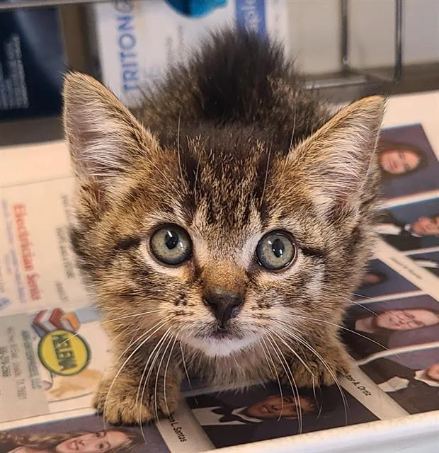 A baby small-sized female Domestic Short Hair cat named Merdith for adoption in San Antonio, TX
