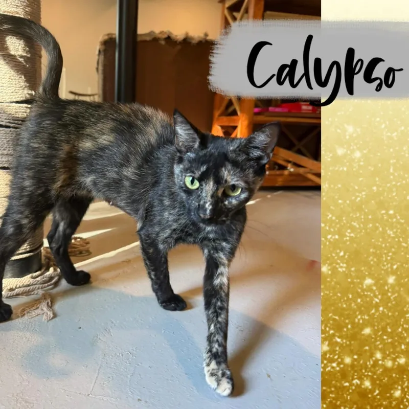Calypso