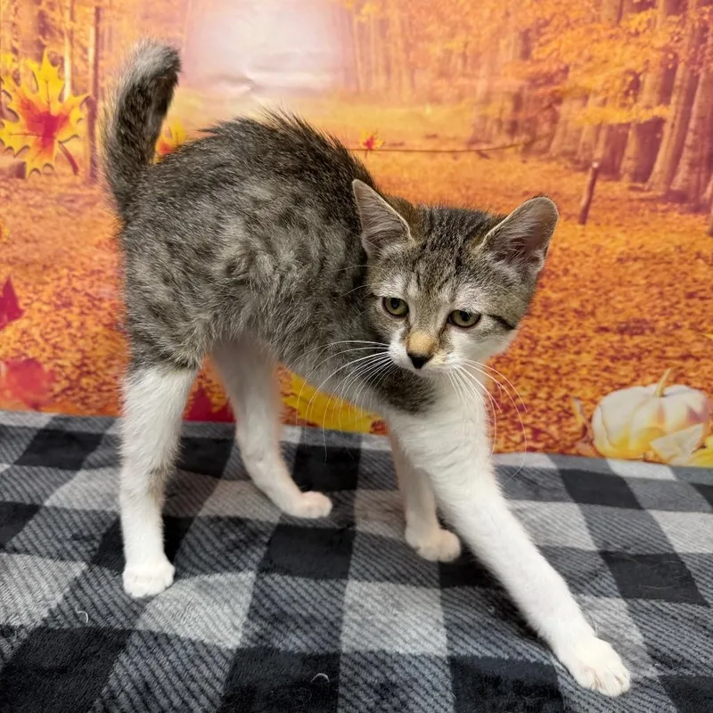A baby small-sized female Brown / Chocolate Domestic Short Hair cat named Allison for adoption in Newberg, OR