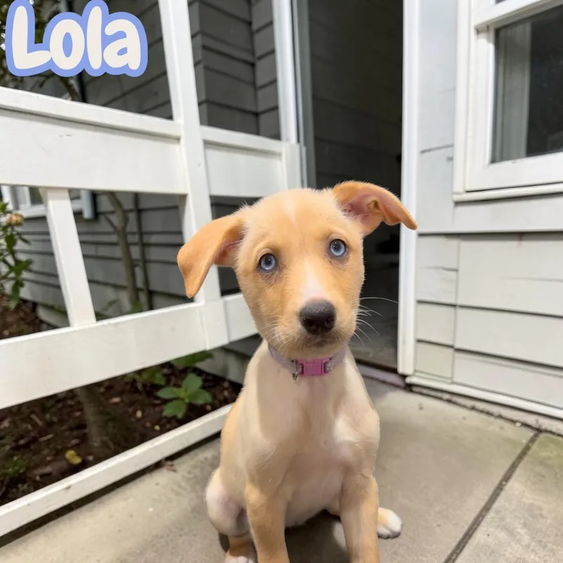 Lola thumbnail 2