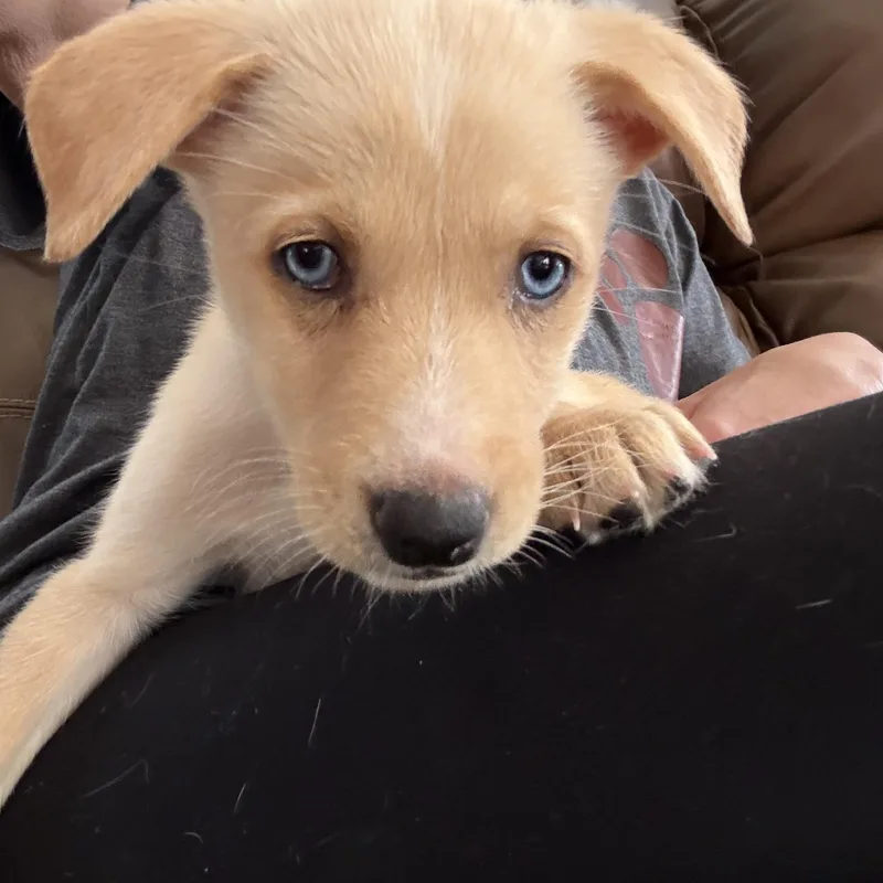 A baby medium-sized female White / Cream Labrador Retriever dog named Lola for adoption in Hatfield, PA