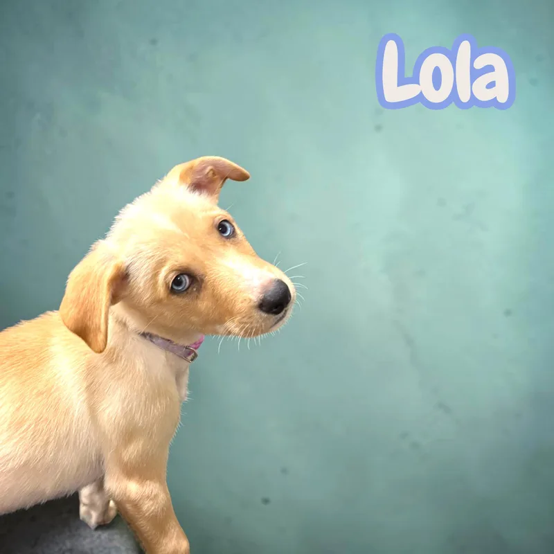 Lola thumbnail 4