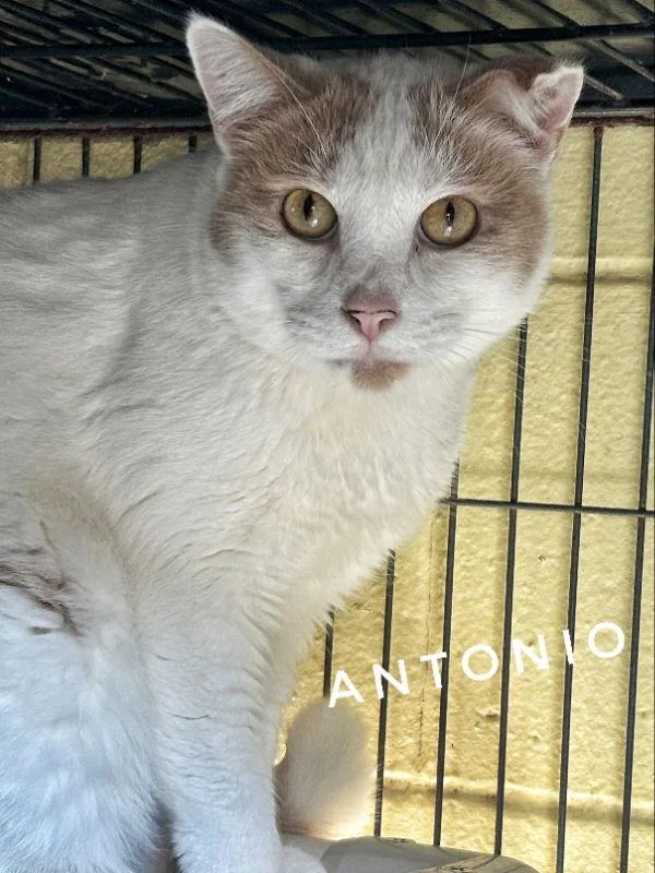 An adult medium-sized male Orange & White Domestic Short Hair cat named Antonio  Cchs for adoption in Locust Grove, GA